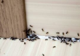 كيف اتخلص من النمل دون قتله