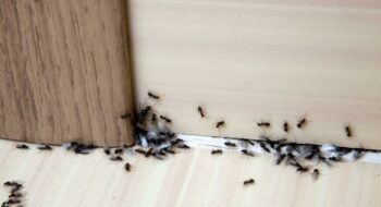 كيف اتخلص من النمل دون قتله