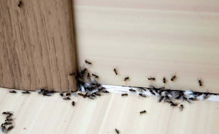 تخلص من النمل