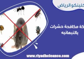 شركة مكافحة حشرات بالنبهانيه