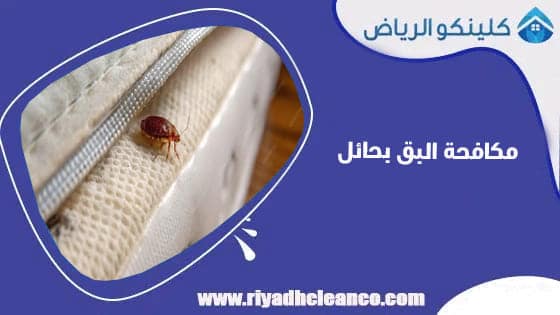 مكافحة البق بحائل