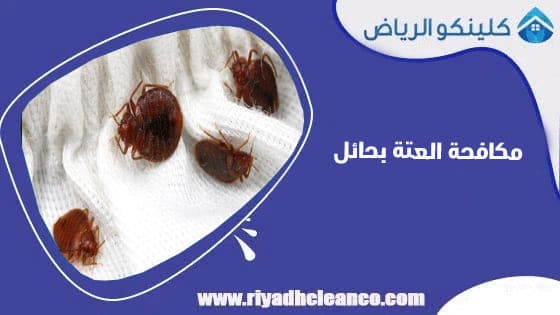 مكافحة البق بحائل