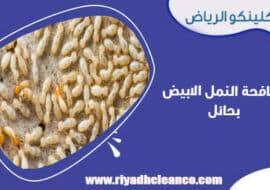 مكافحة النمل الابيض بحائل