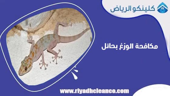 مكافحة الوزغ بحائل