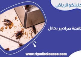 مكافحة صراصير بحائل