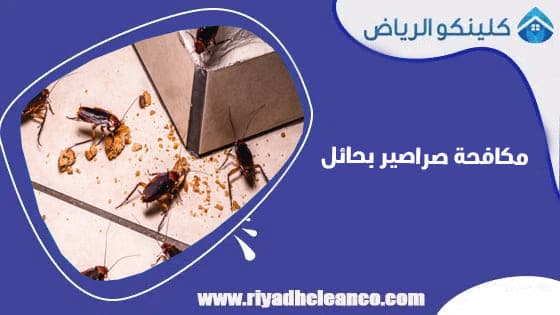 مكافحة صراصير بحائل